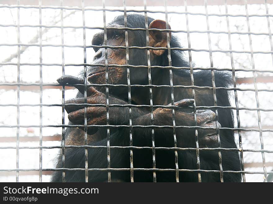 Close up of chimp in cage