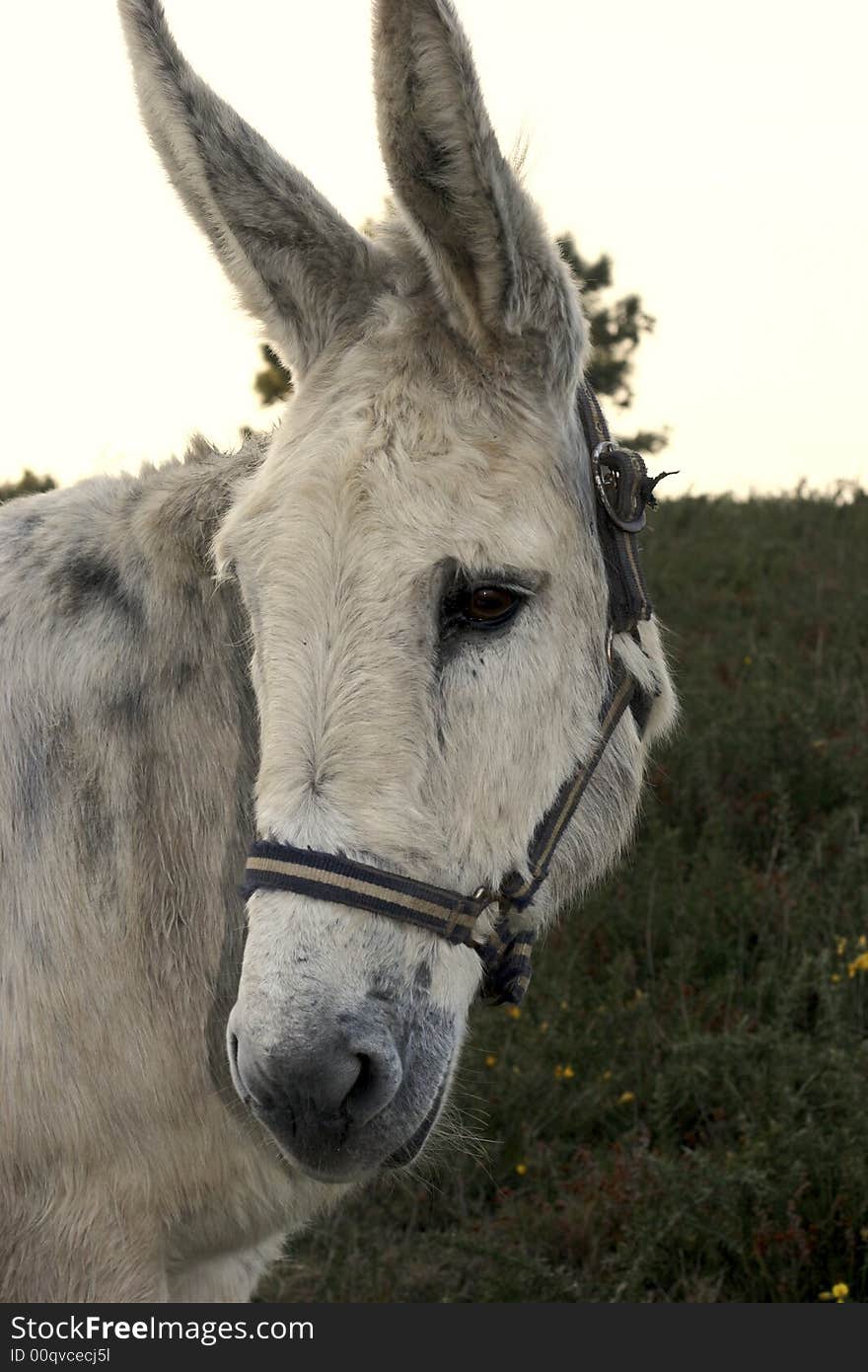 Portrait of a donkey