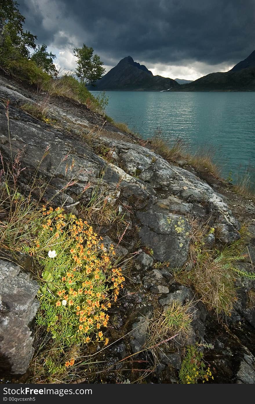 Yellow flowers on a rock