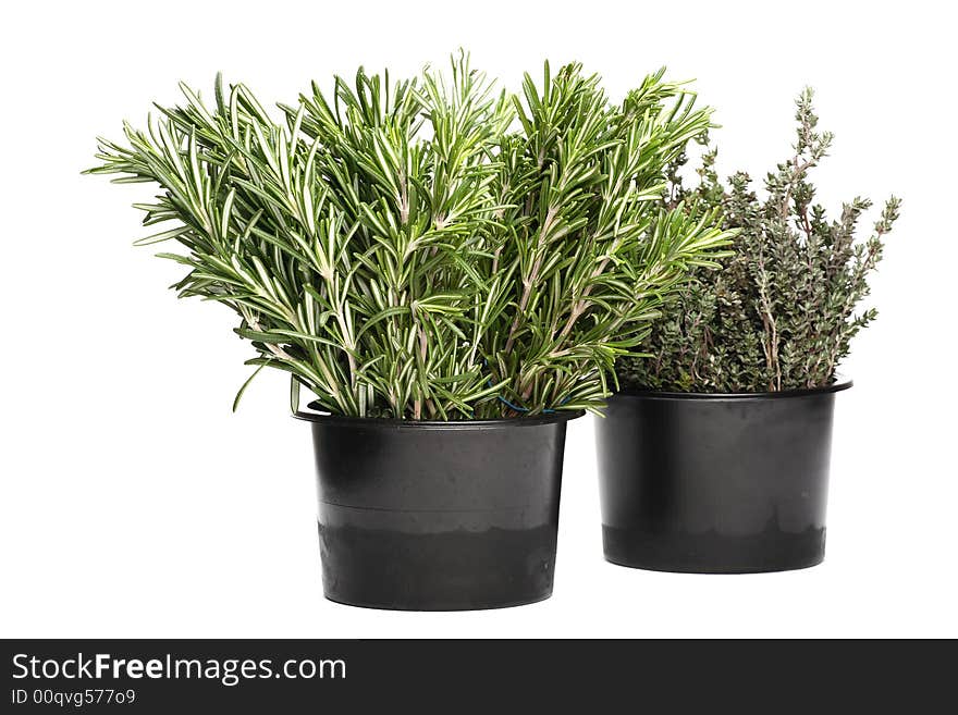 Fresh rosemary and thyme - aromatic herbs