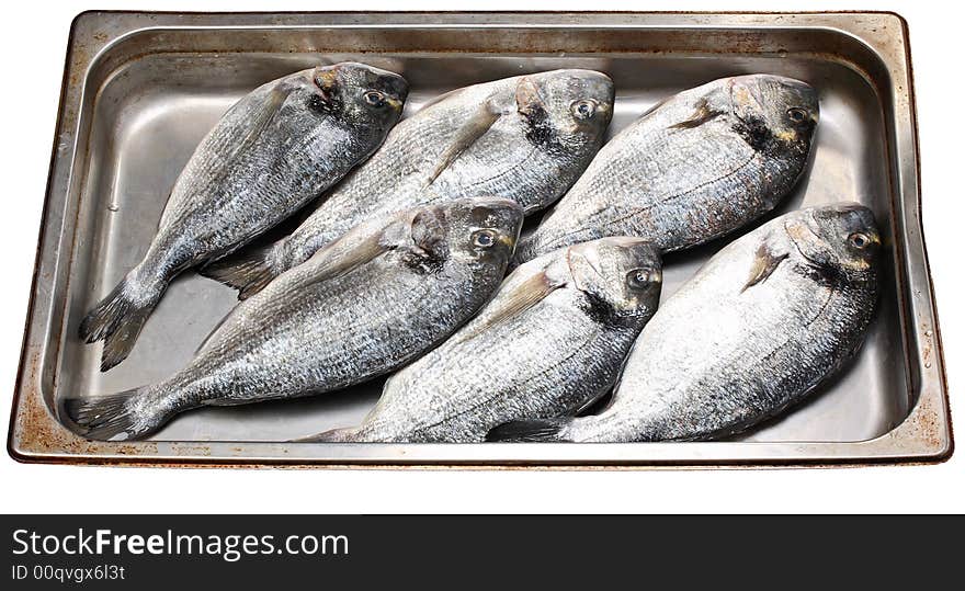 Dorada fish - fresh catch on the metal plate