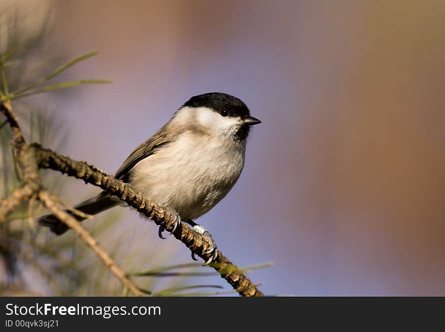 Willow tit