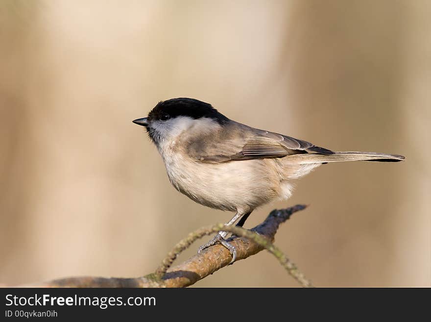 Willow tit
Canon 400D + 400mm 5.6L