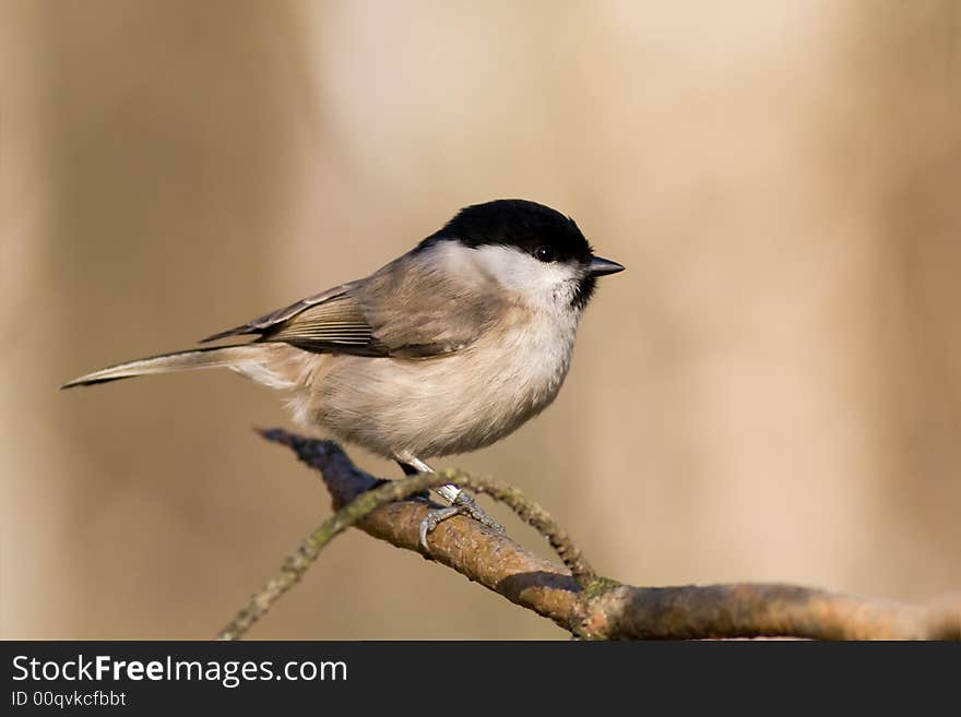 Willow tit