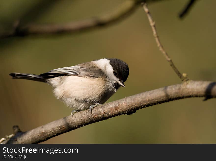 Willow Tit