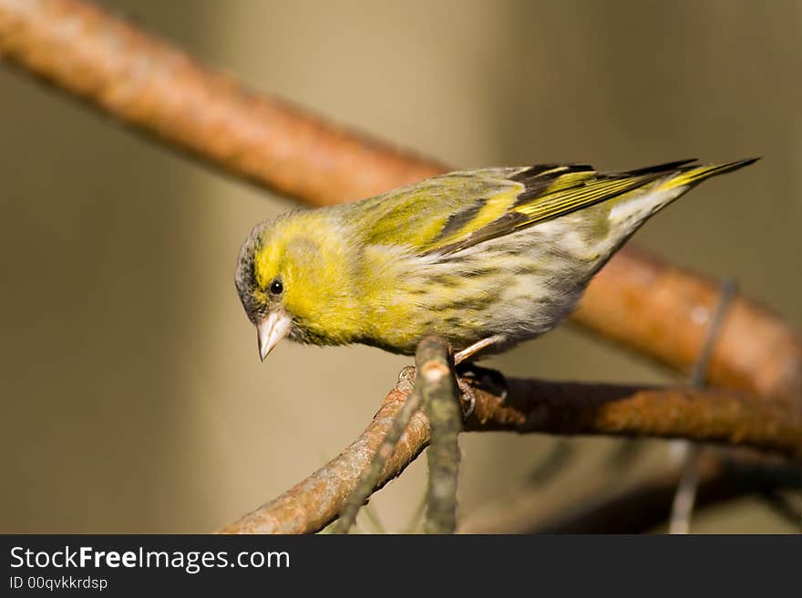 Siskin (Carduelis spinus)