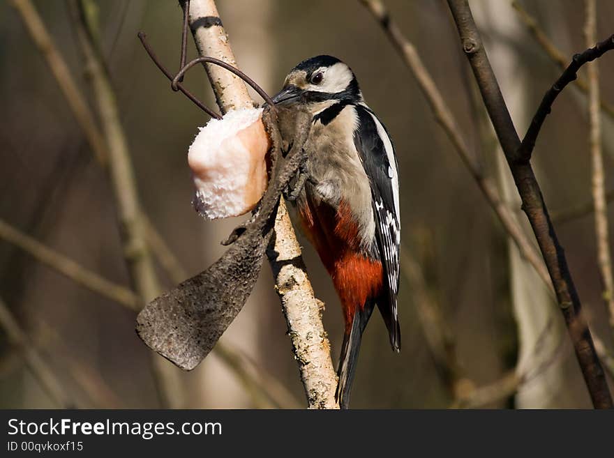 Greater Spotted Woodpecker