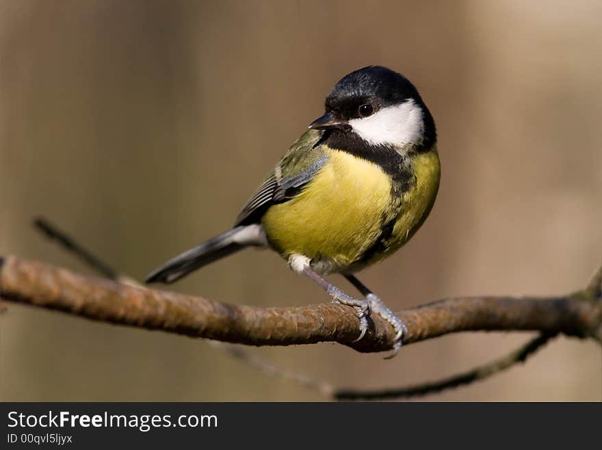 Great Tit (aka Parus Major)