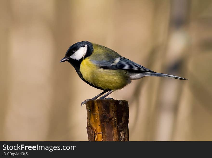 Great tit (aka parus major)