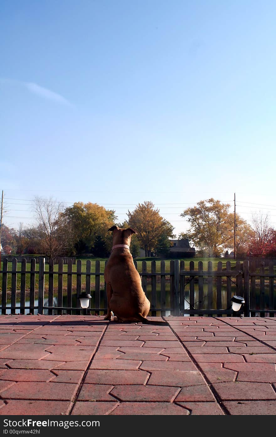 Pit bull sitting on patio with back turned to camera. Pit bull sitting on patio with back turned to camera.