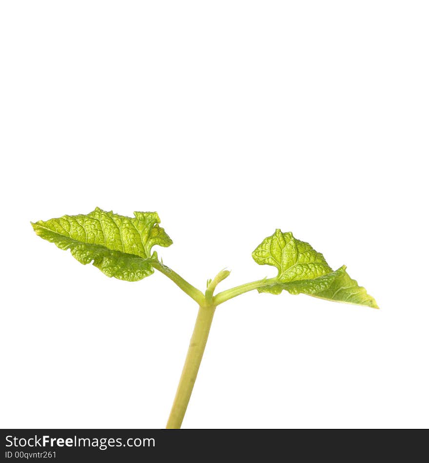 Seedling close up