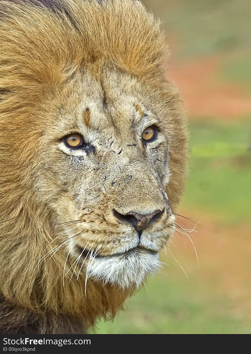 A close up of a very angry Male lion. A close up of a very angry Male lion