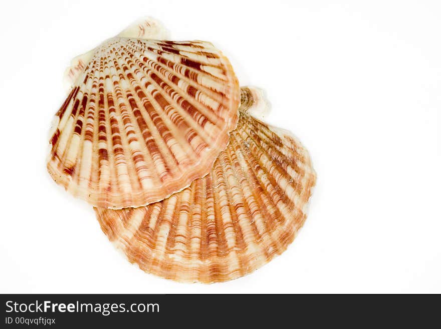 Beautiful Seashell isolated on white background