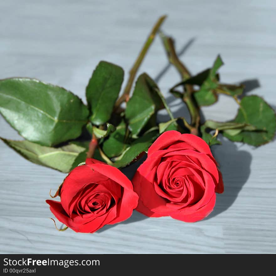 Close up of two red long stem roses. Close up of two red long stem roses