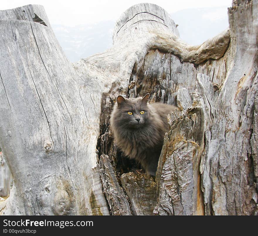 Cat with brght yellow eyes on a tree