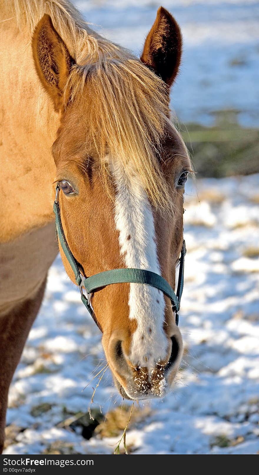 Portrait of nice bay horse. Portrait of nice bay horse