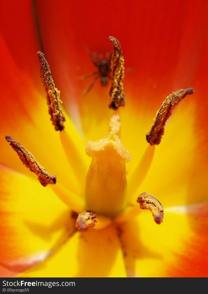 A Blooming tulip with a little spider in it. A Blooming tulip with a little spider in it