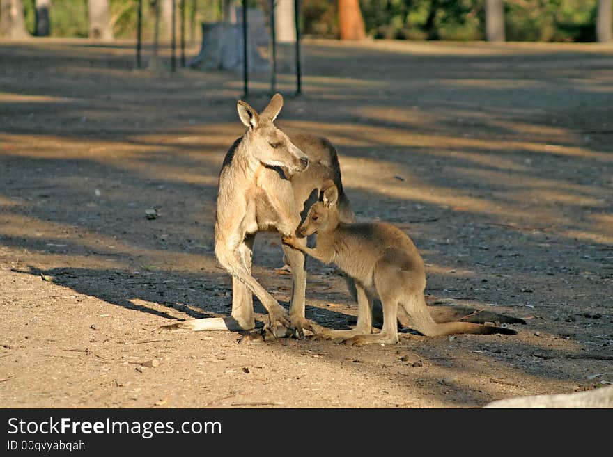 A kangaroo is a marsupial from the family Macropodidae