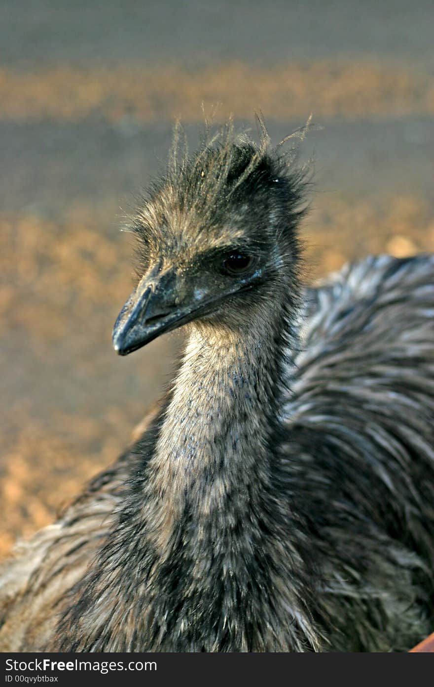 The Emu, Dromaius novaehollandiae, is the largest bird native to Australia