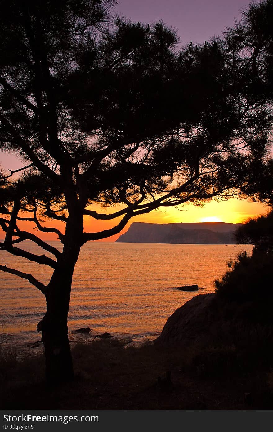 Pine tree against sea sunset and mountains