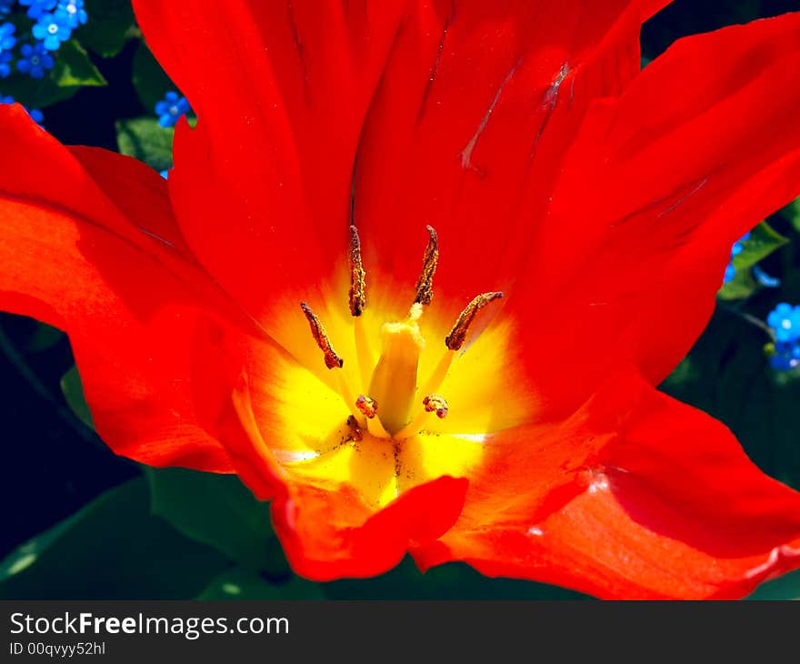 Bright vivid red tulip in the sun. Bright vivid red tulip in the sun