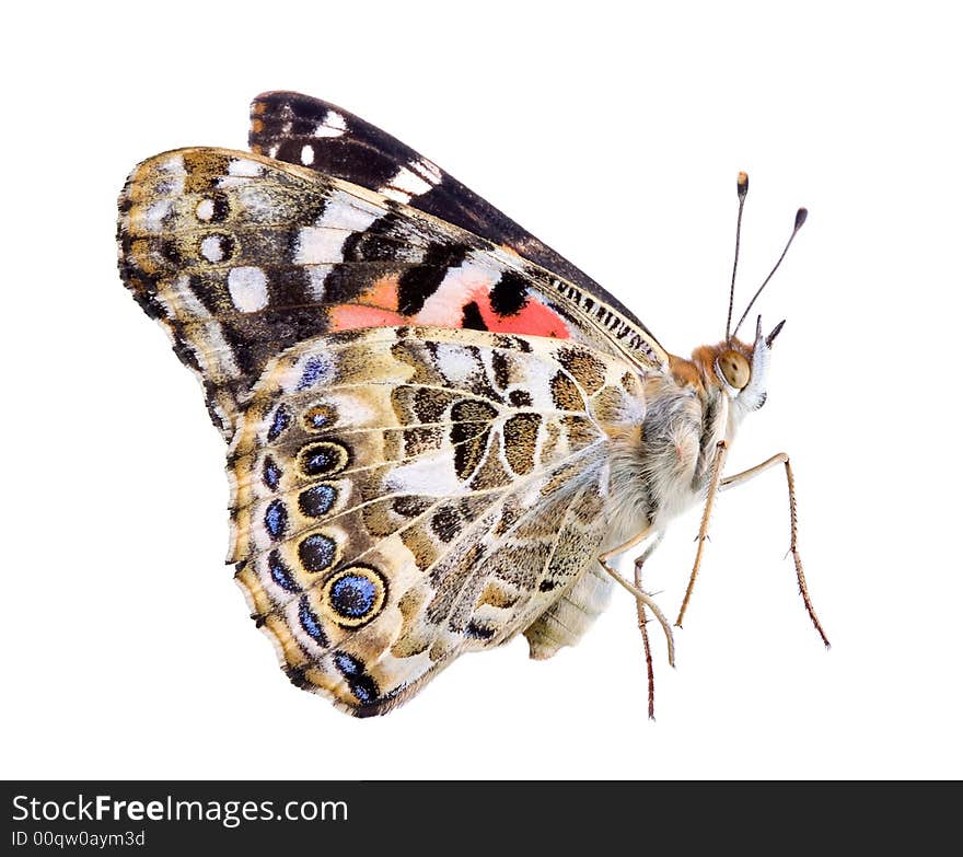 A painted lady butterfly is flying to a landing on a white background. A painted lady butterfly is flying to a landing on a white background.