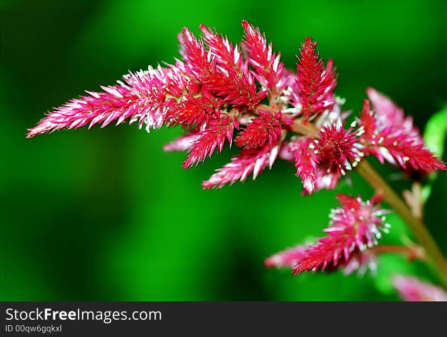 Colorfull red grass over a blured green background