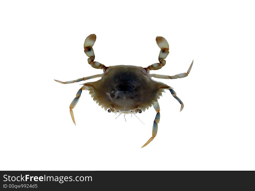 Isolated little crab used for bait to catch fish. Isolated little crab used for bait to catch fish