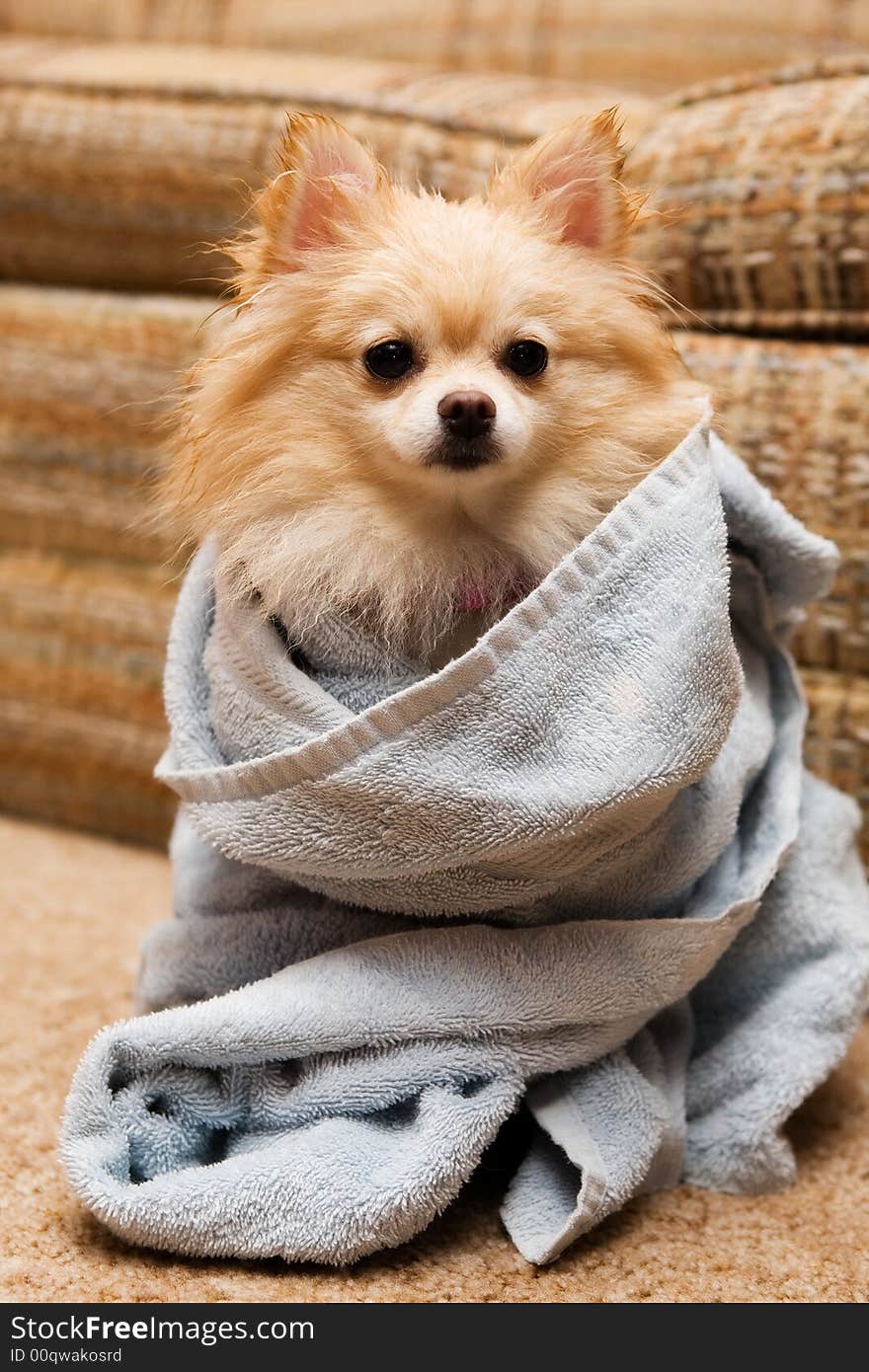 Cute Pomeranian puppy wrapped in a blue terry towel. Cute Pomeranian puppy wrapped in a blue terry towel.