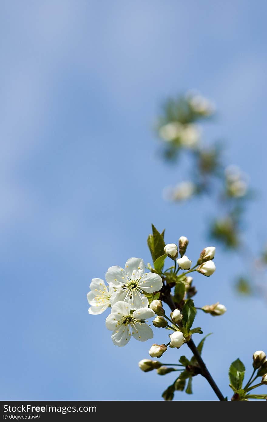 The flower of a sour cherry tree in its most beautiful state. The flower of a sour cherry tree in its most beautiful state