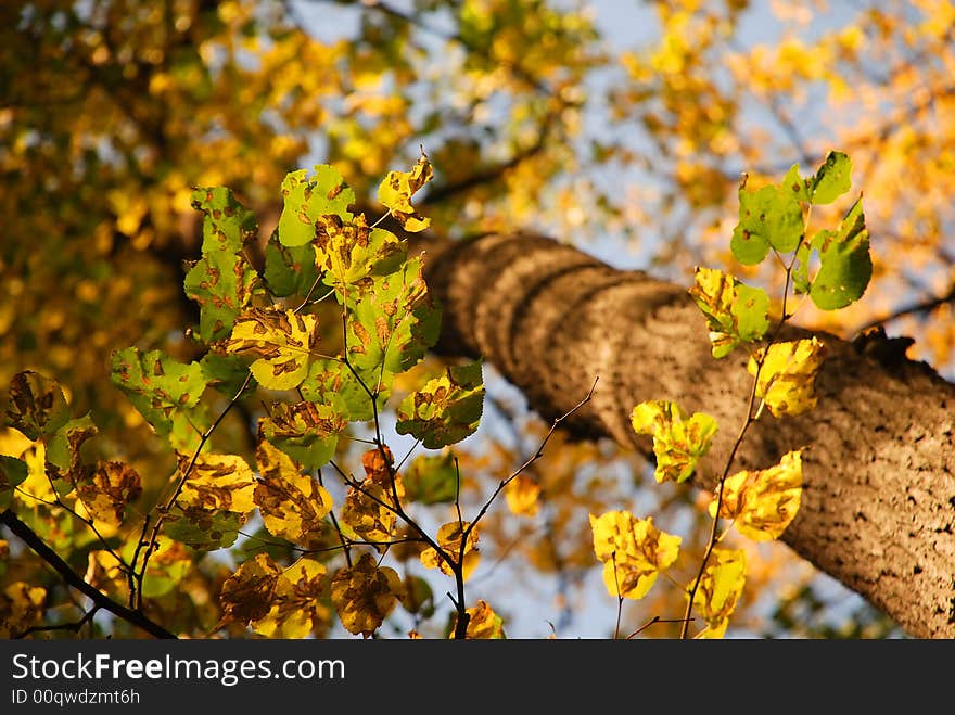 Bright golden autumn in the park