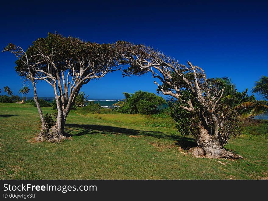 Linked trees shaped by the wind