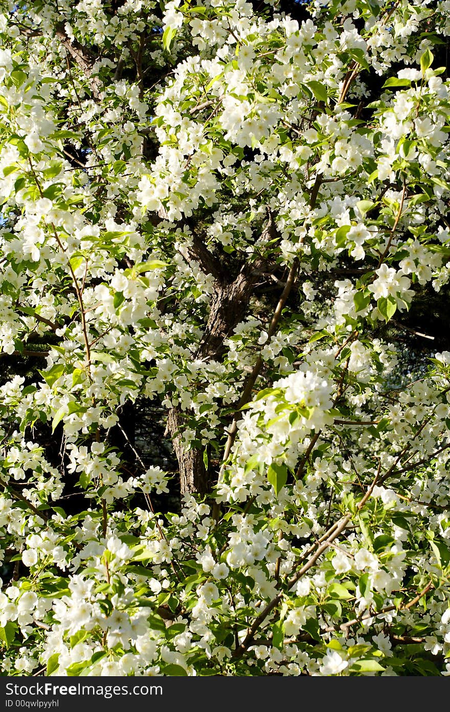 Apple tree blossoming background in springtime