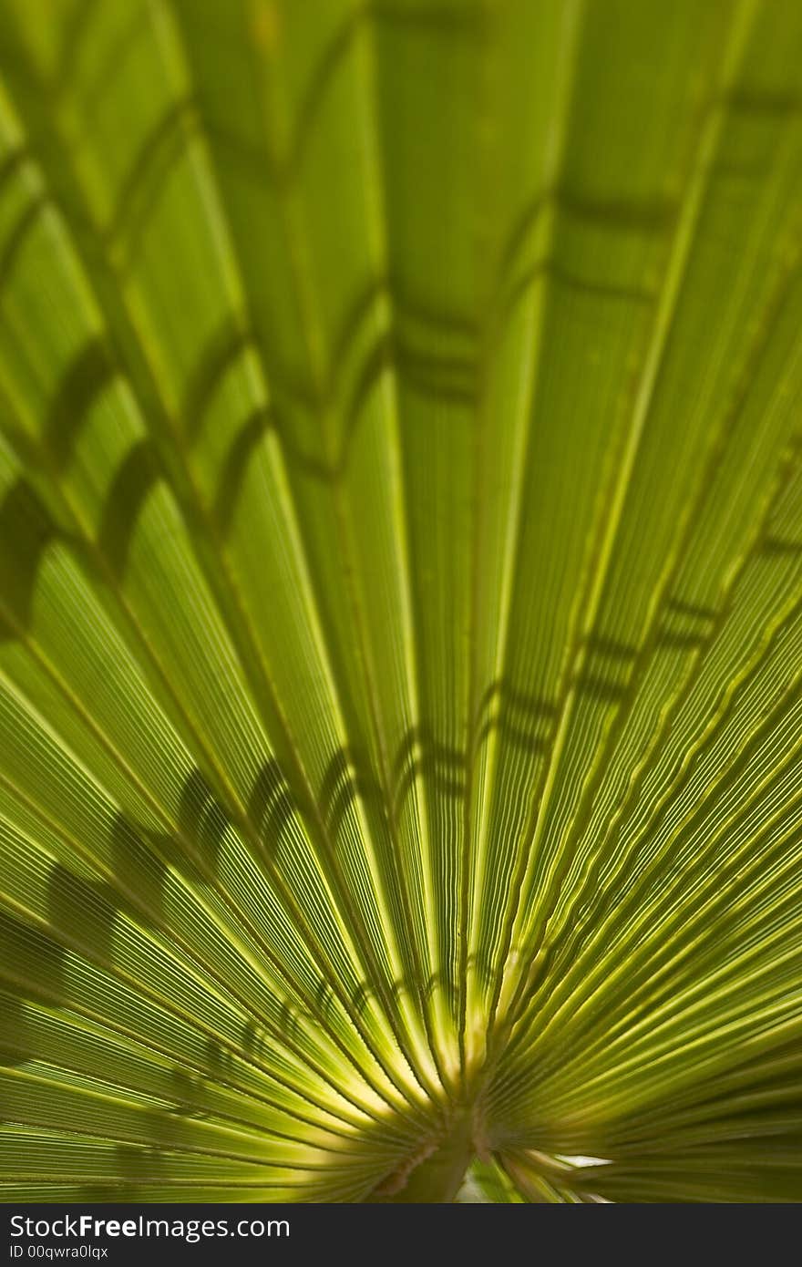 Background of a sheet of palm tree