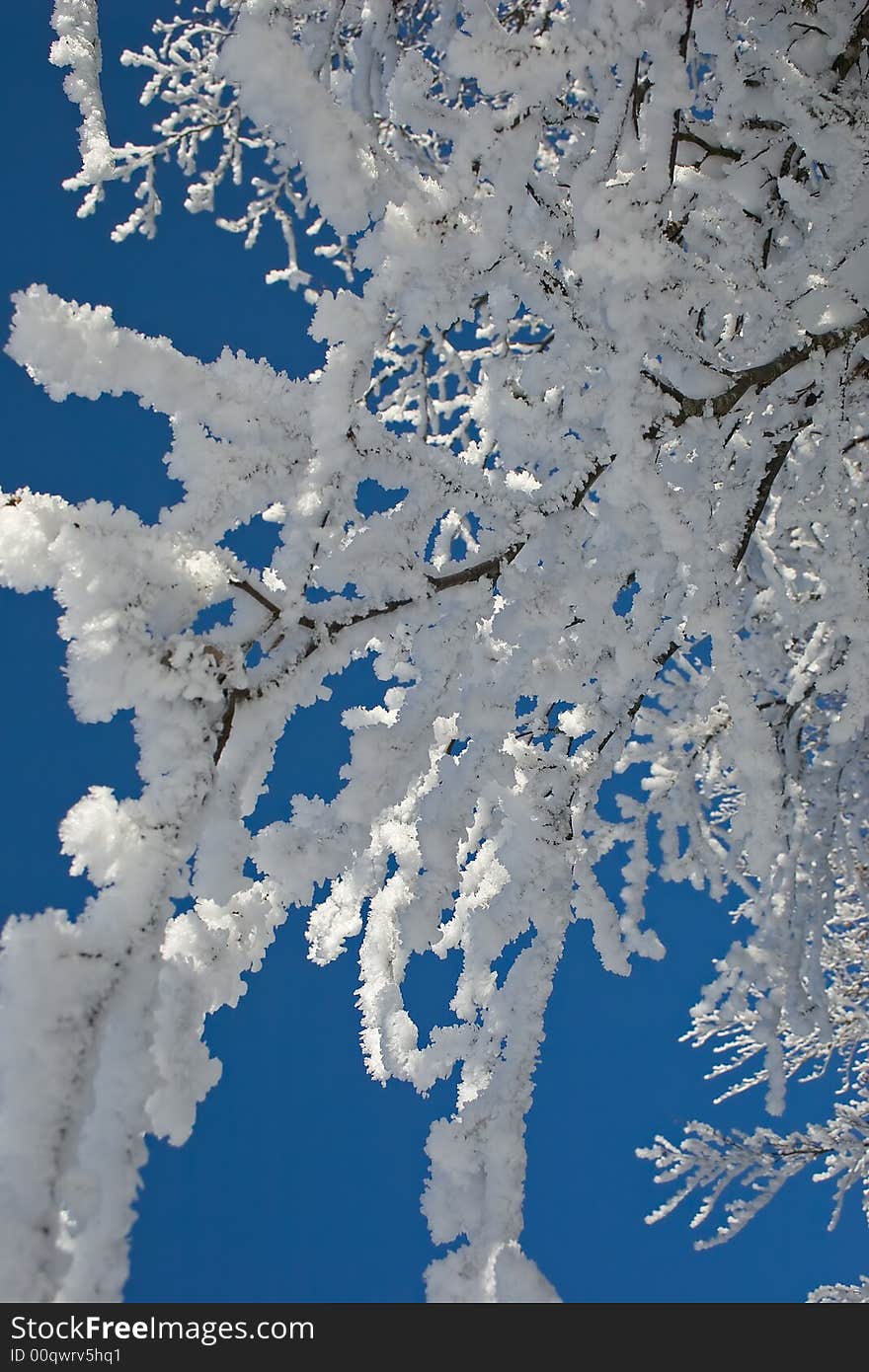 Branches Of Trees Snow-covered