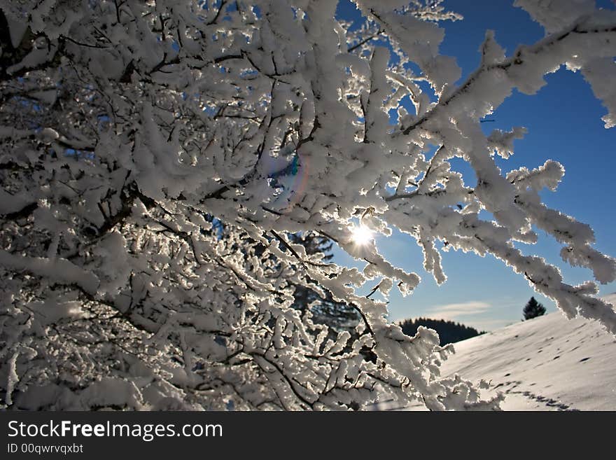 Branches of trees snow-covered