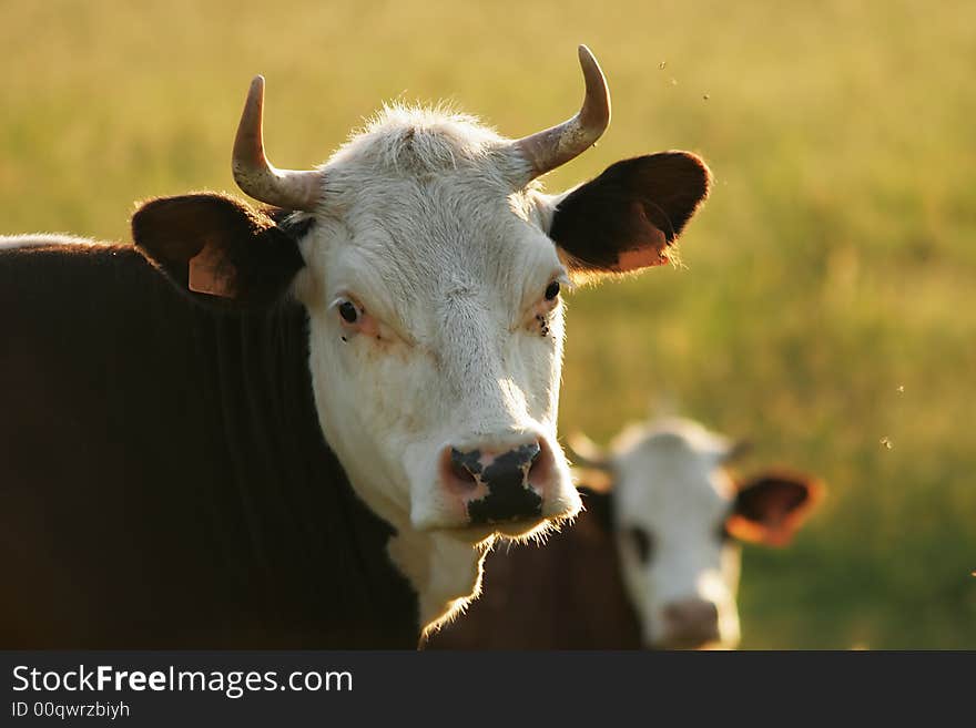 Portrait Of Cow