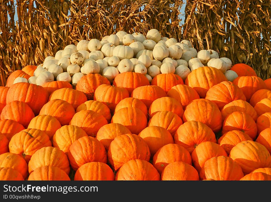 At a farm, a large stack of orange and white pumpkins are ready for the kids to pick thru. At a farm, a large stack of orange and white pumpkins are ready for the kids to pick thru.