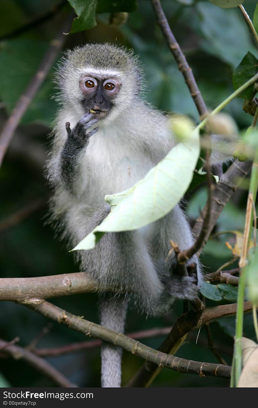 A shot of a Vervet Monkey in the wild