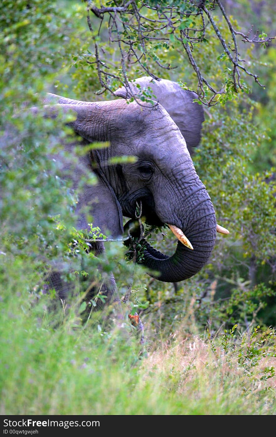 African Elephants