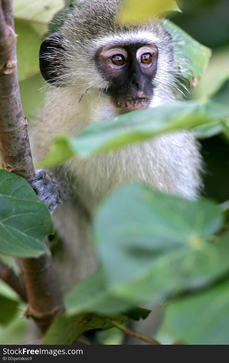 A shot of a Vervet Monkey in the wild