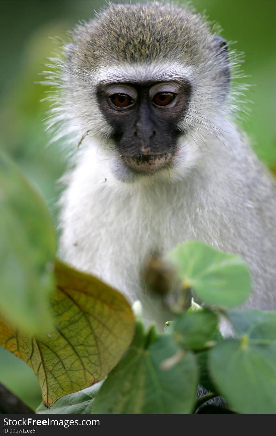 A shot of a Vervet Monkey in the wild