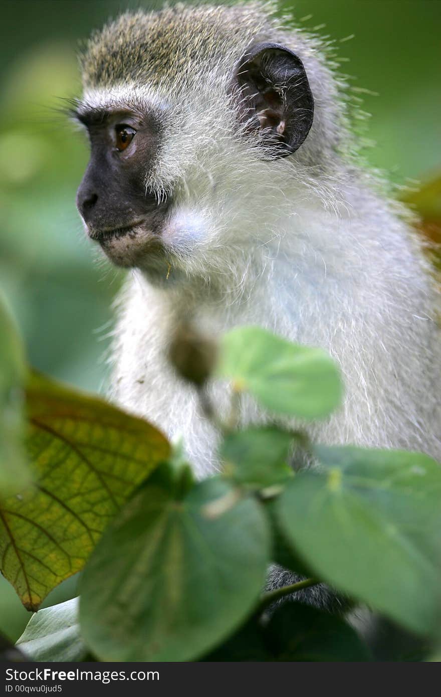 A shot of a Vervet Monkey in the wild