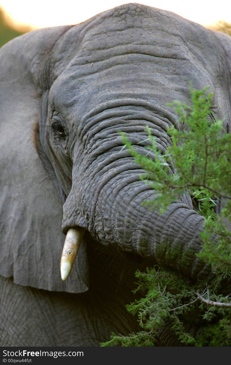 African Elephants