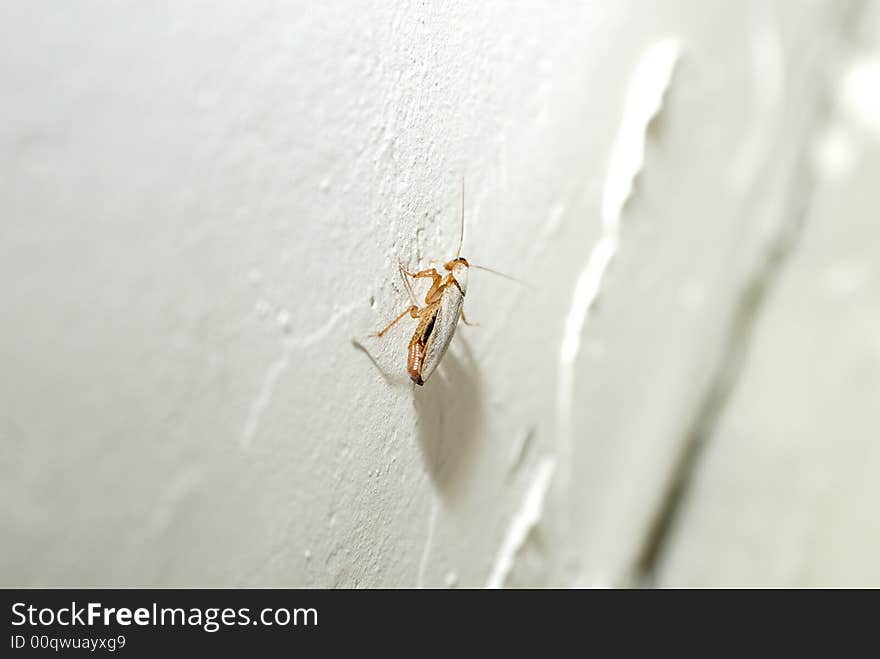 Cockroach on wall