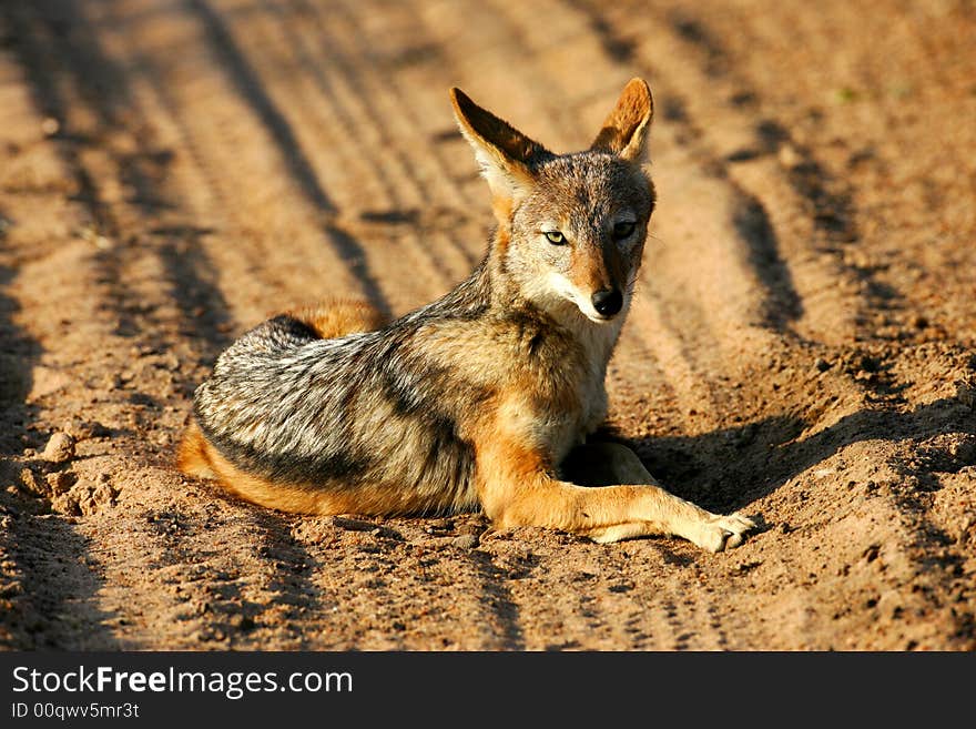 African Jackal