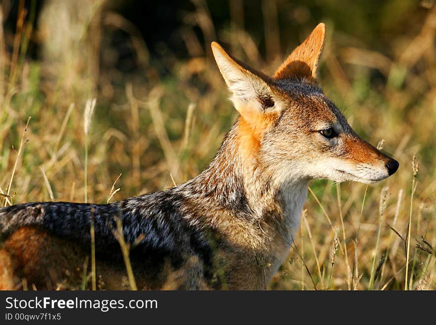 African Jackal