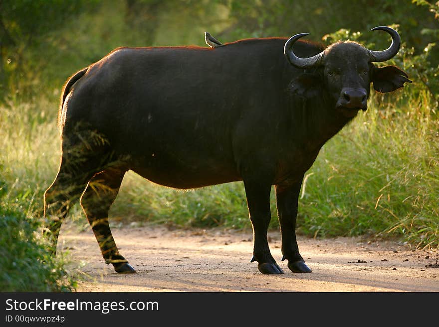 African Buffalo