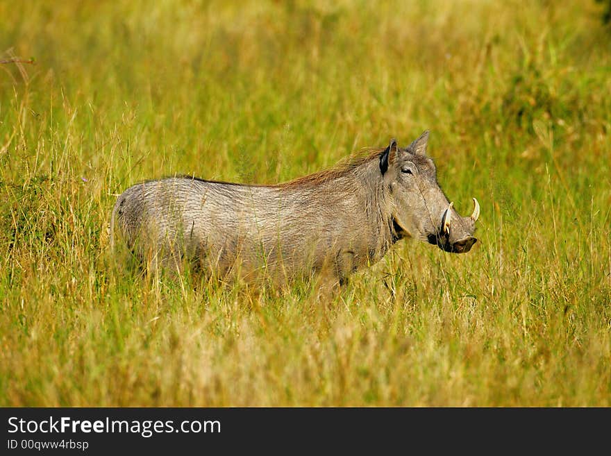 A shot of an African Warthog in the wild