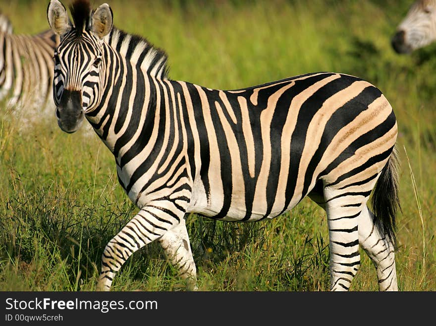 African Zebra